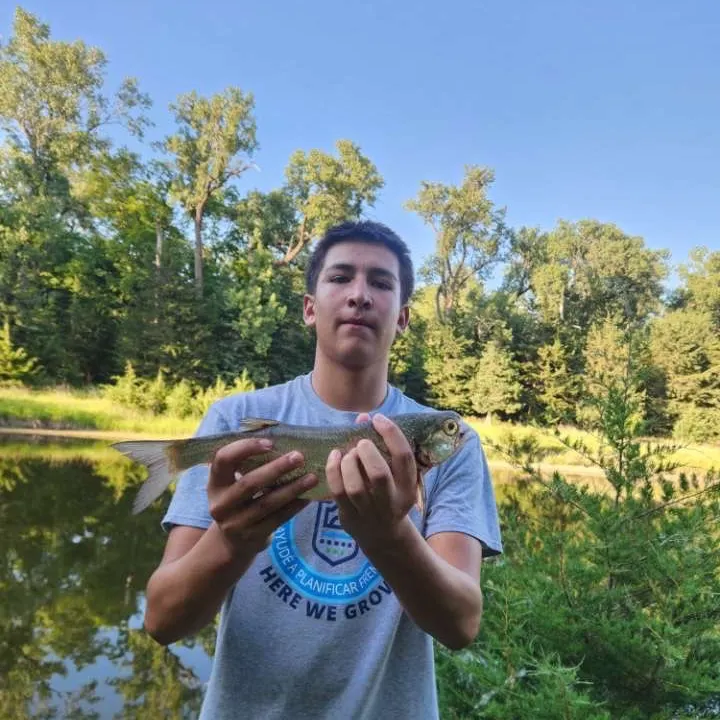 The most recent Goldeye catches on Fishbrain