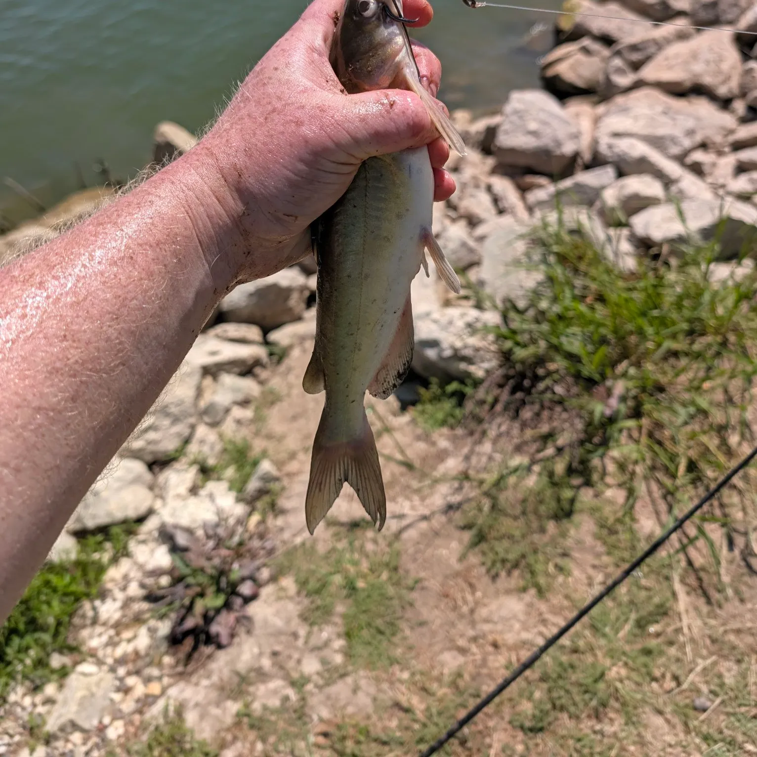 Channel catfish caught on Fishbrain
