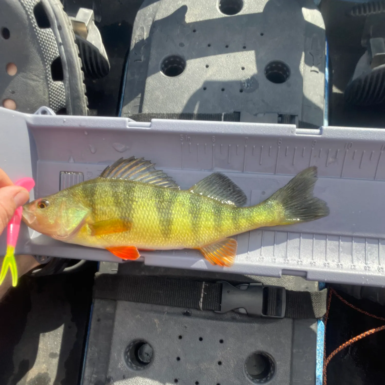 Yellow perch caught on Fishbrain