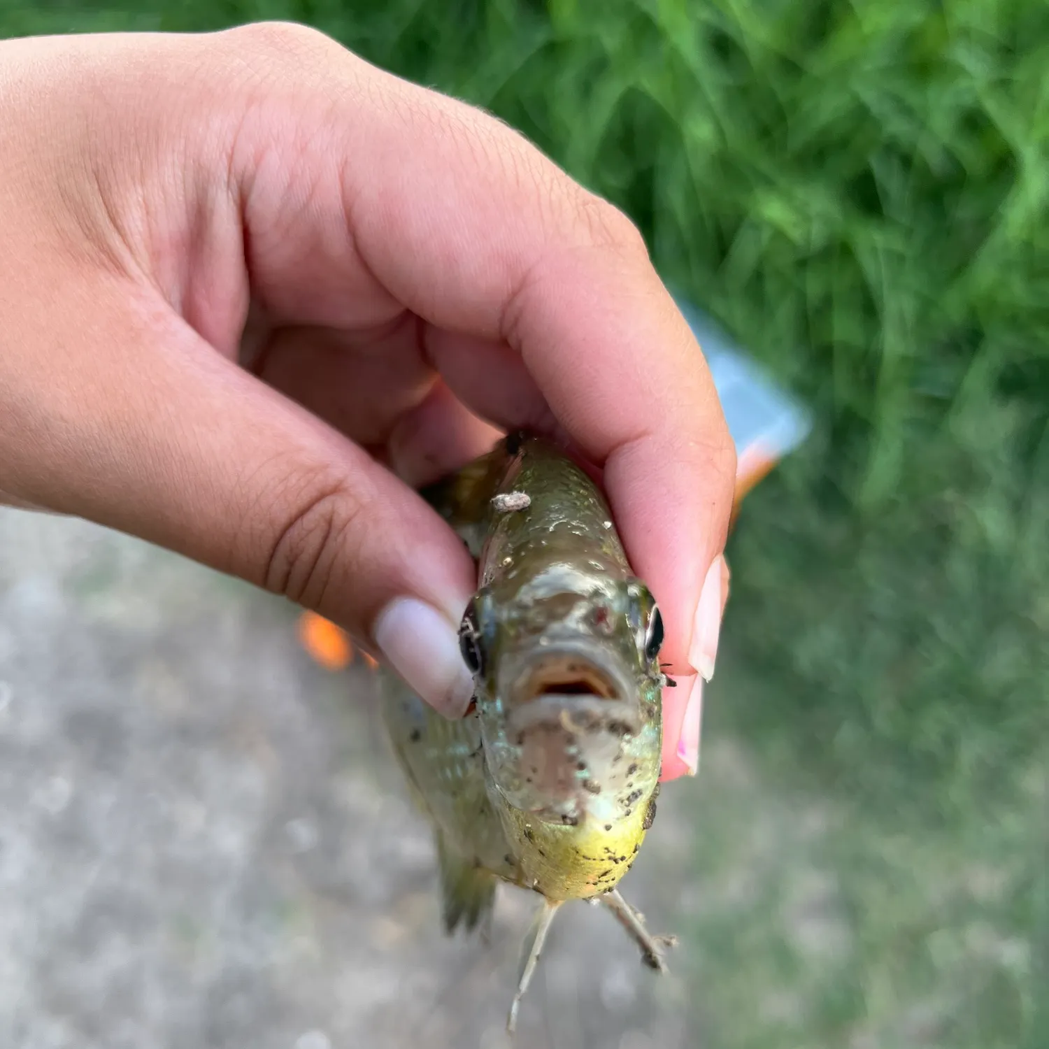 catch