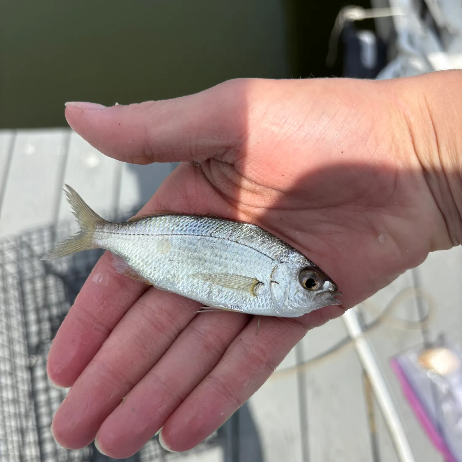 most liked catch image