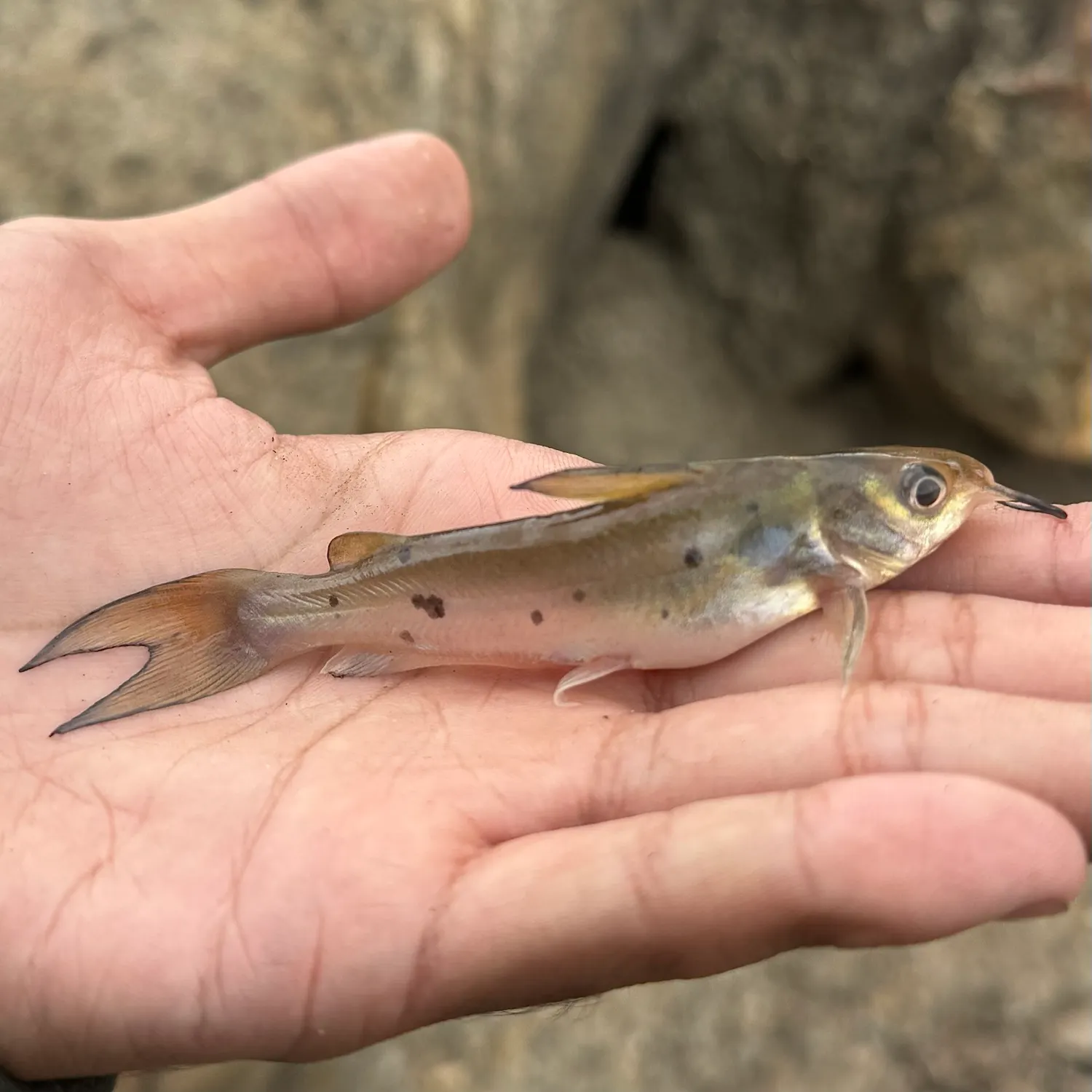 Channel catfish caught on Fishbrain