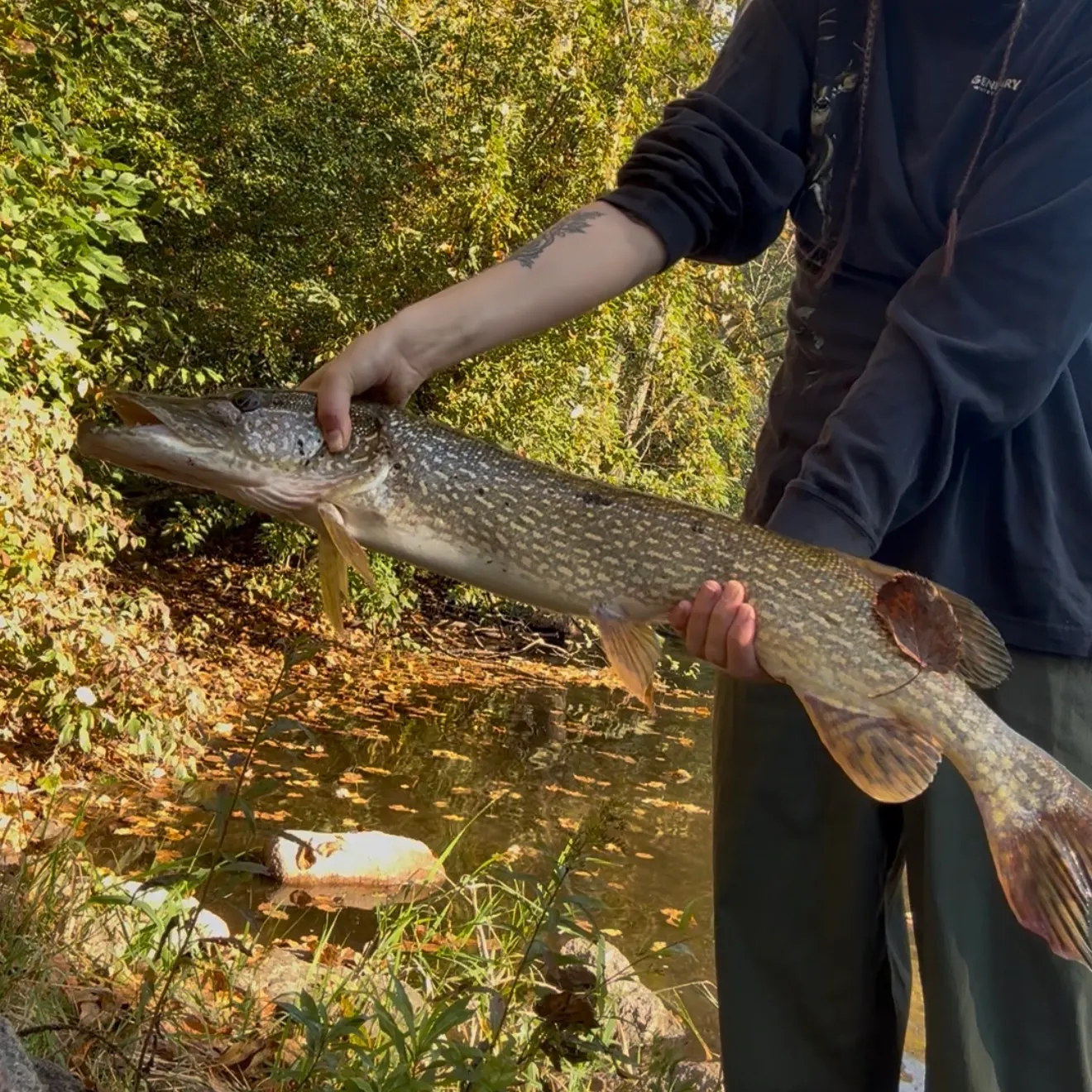 Northern pike caught on Fishbrain