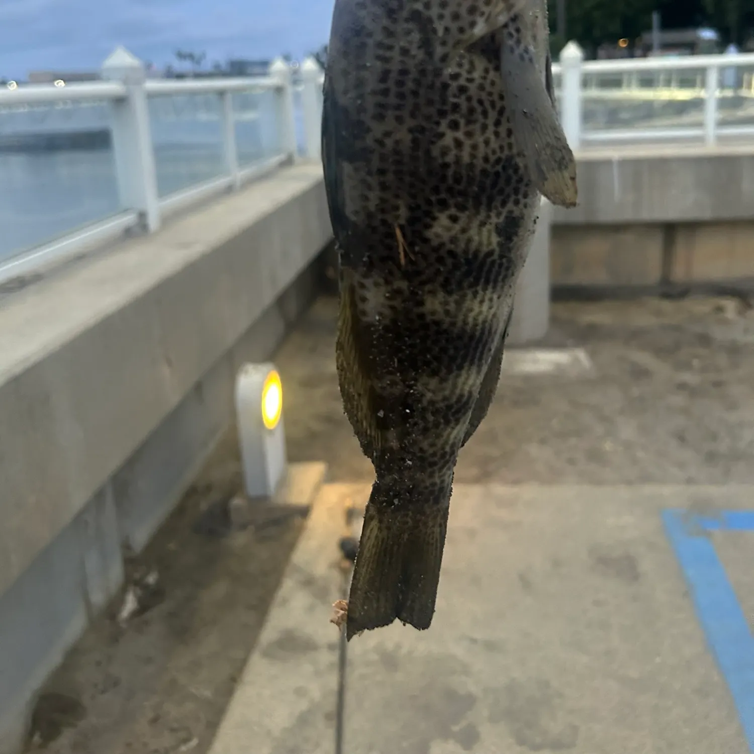 Spotted sand bass caught on Fishbrain