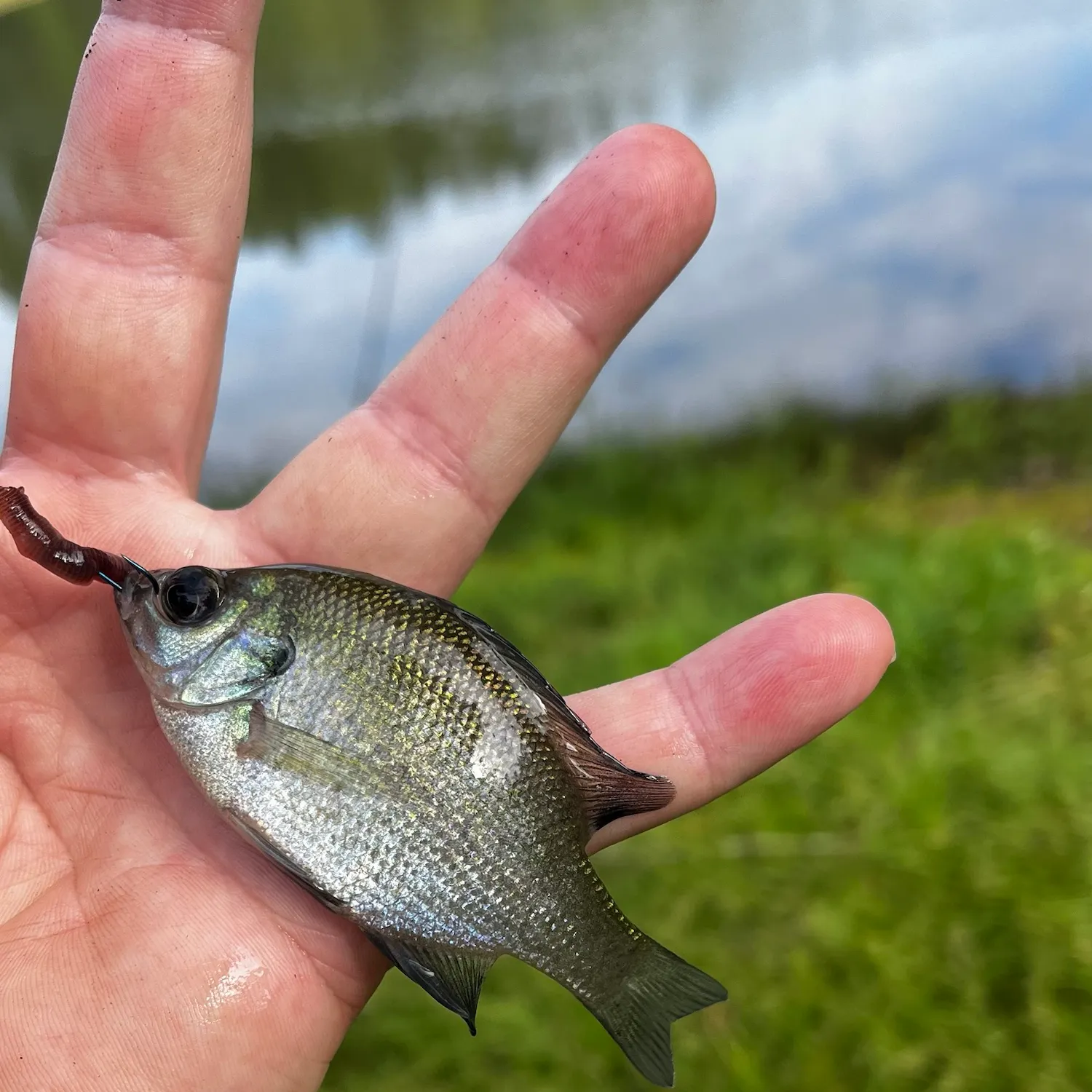 Bluegill caught on Fishbrain