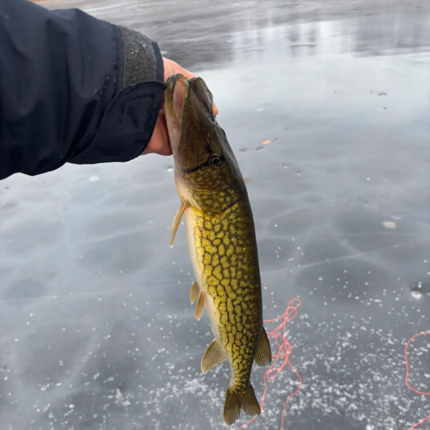 The most recent Chain pickerel catches on Fishbrain