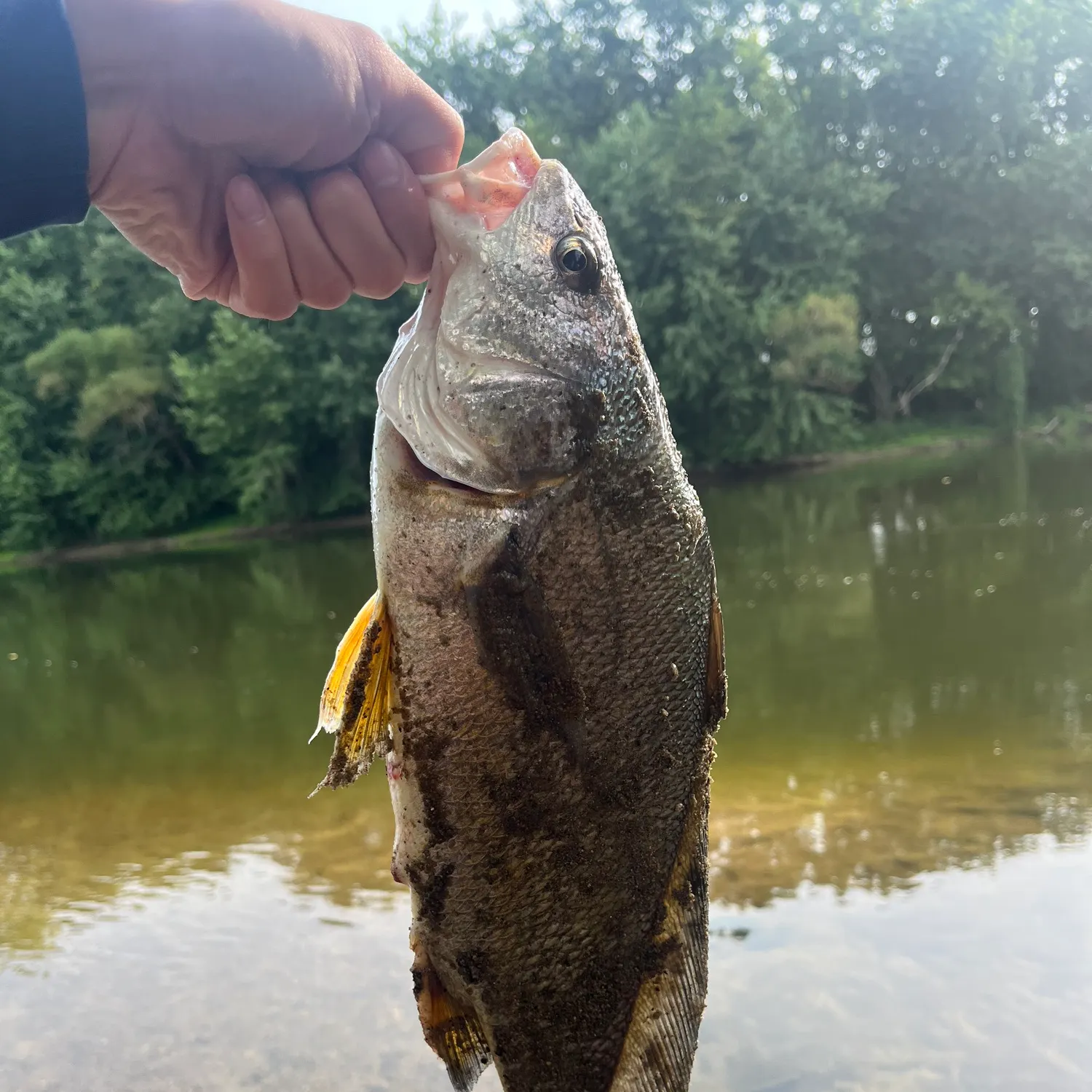 Freshwater drum caught on Fishbrain