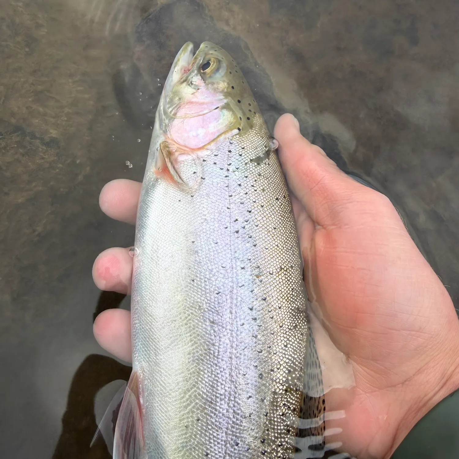 Cutbow caught on Fishbrain