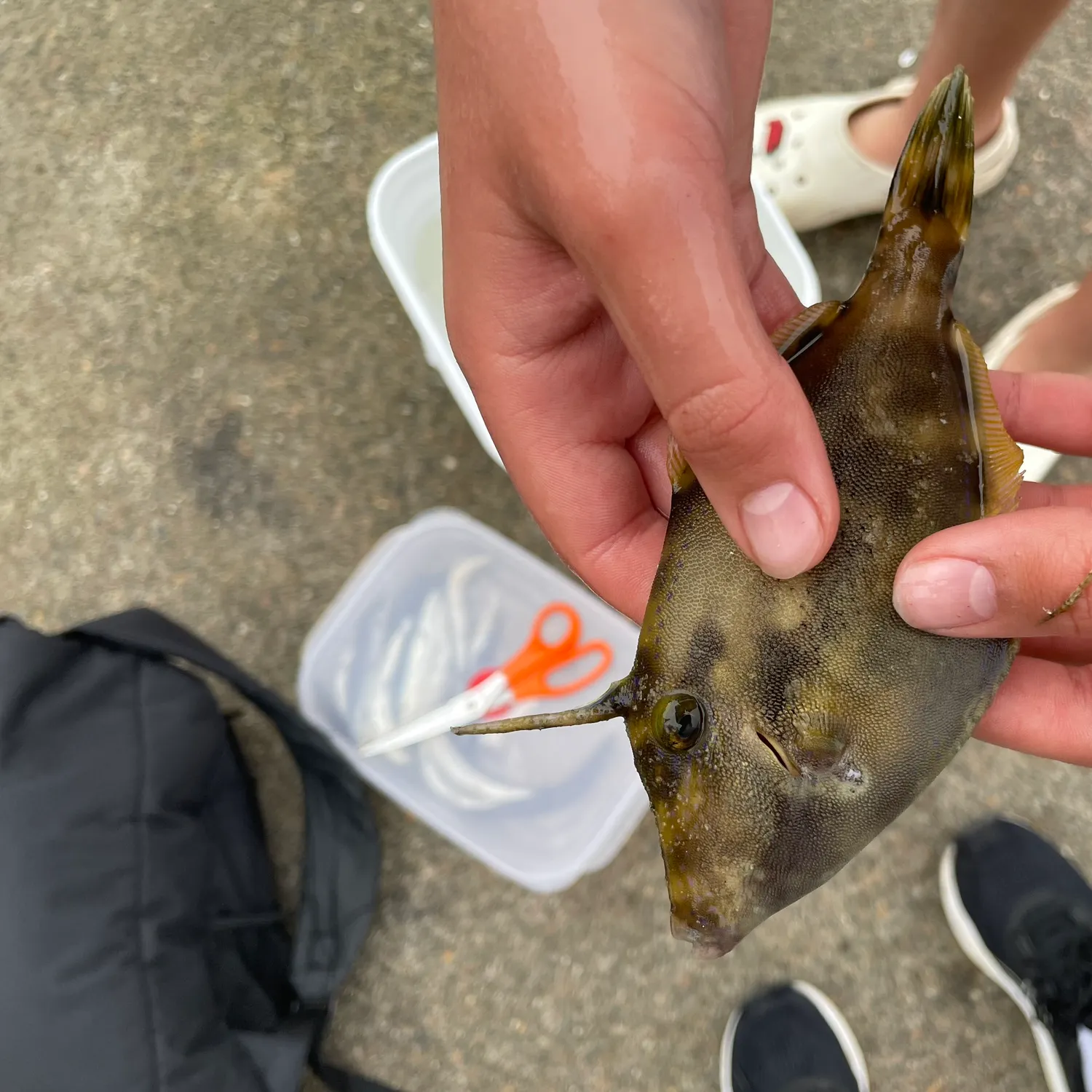 The most recent Yellowfin leatherjacket catches on Fishbrain