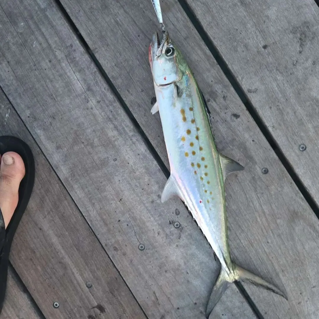 Spanish mackerel caught on Fishbrain