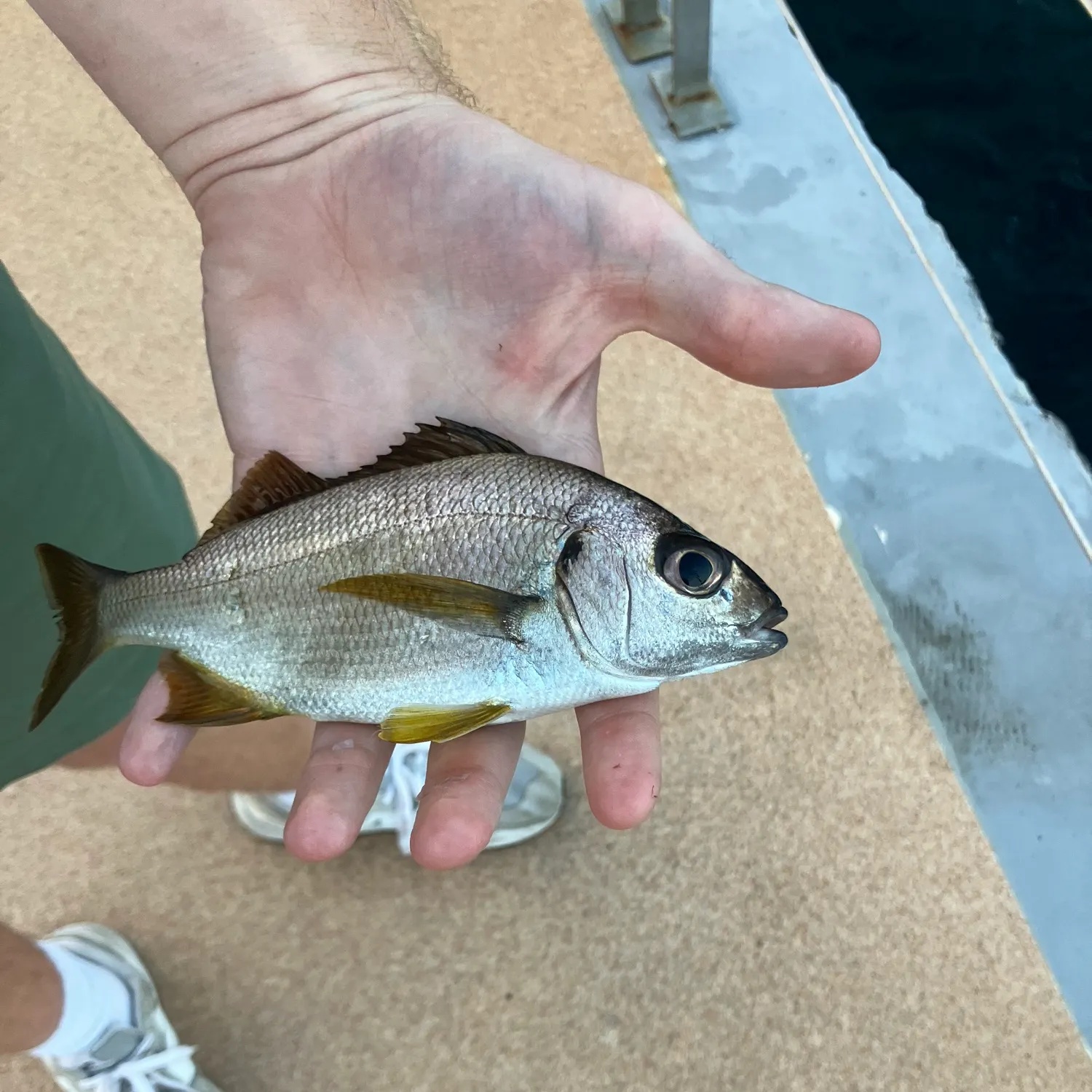 The most recent Cottonwick grunt catches on Fishbrain