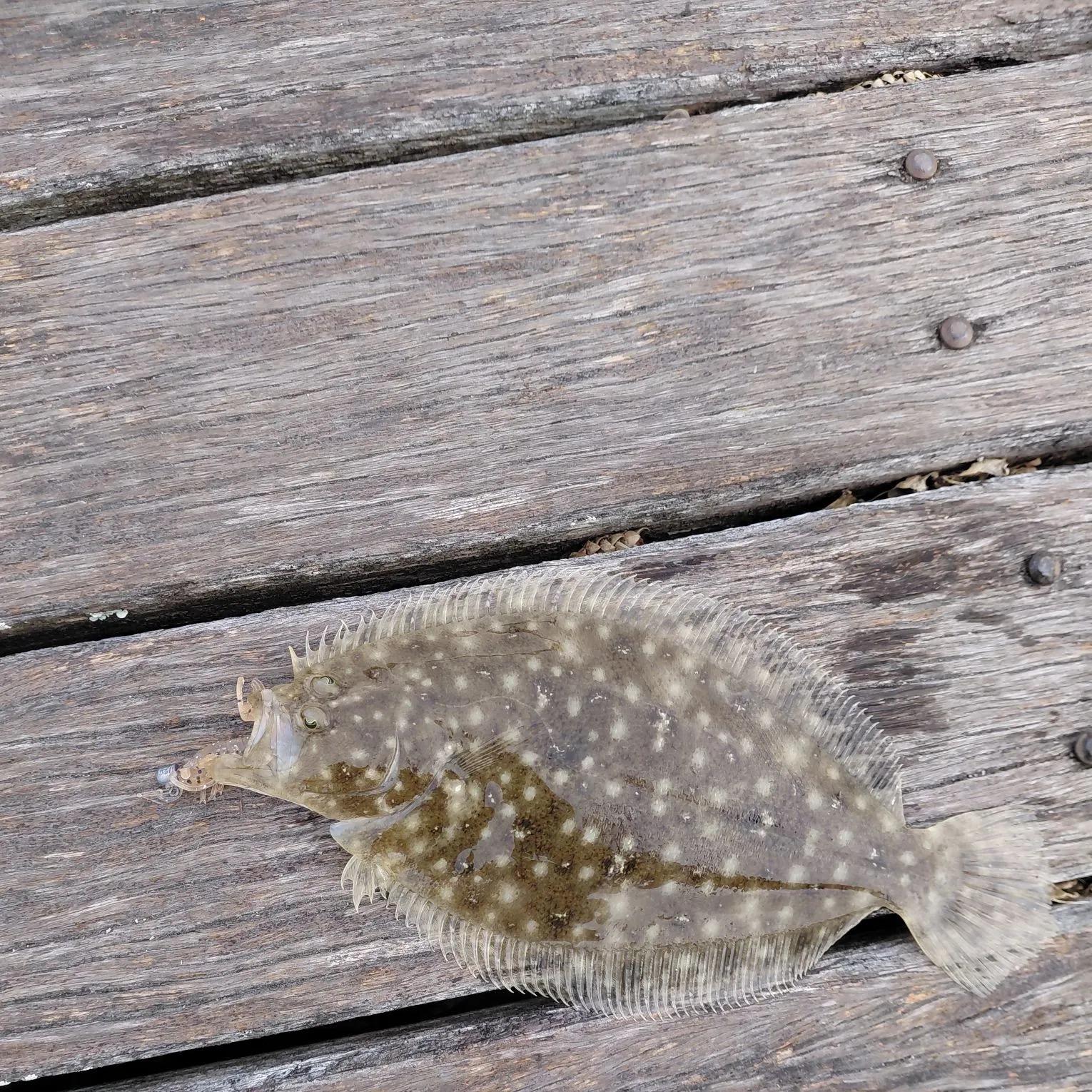 Black flounder caught on Fishbrain