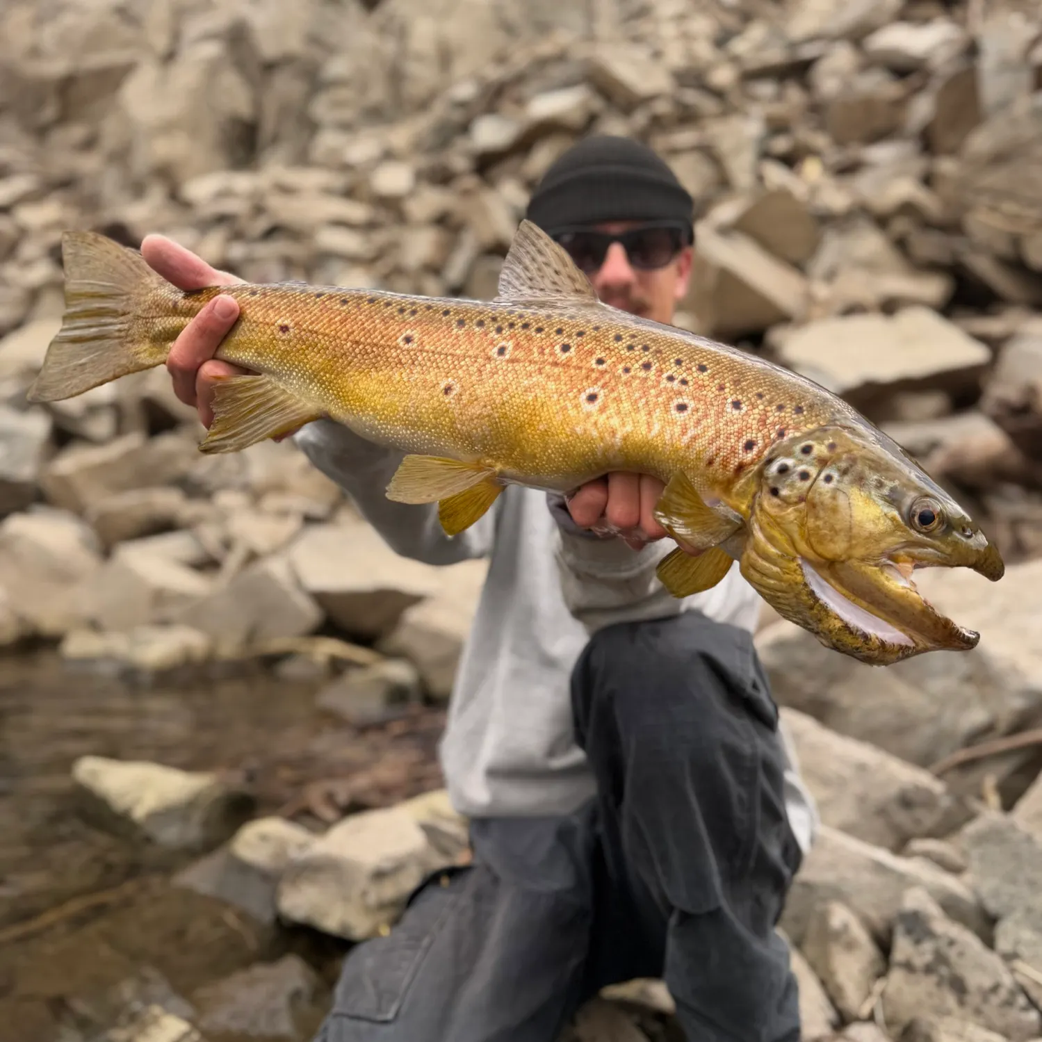 Brown trout caught on Fishbrain