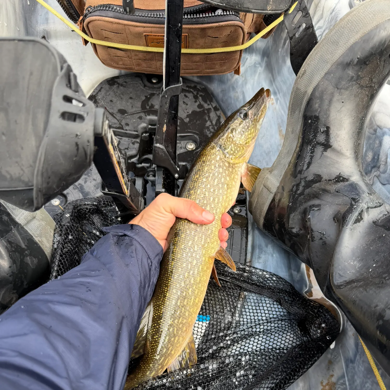 Northern pike caught on Fishbrain