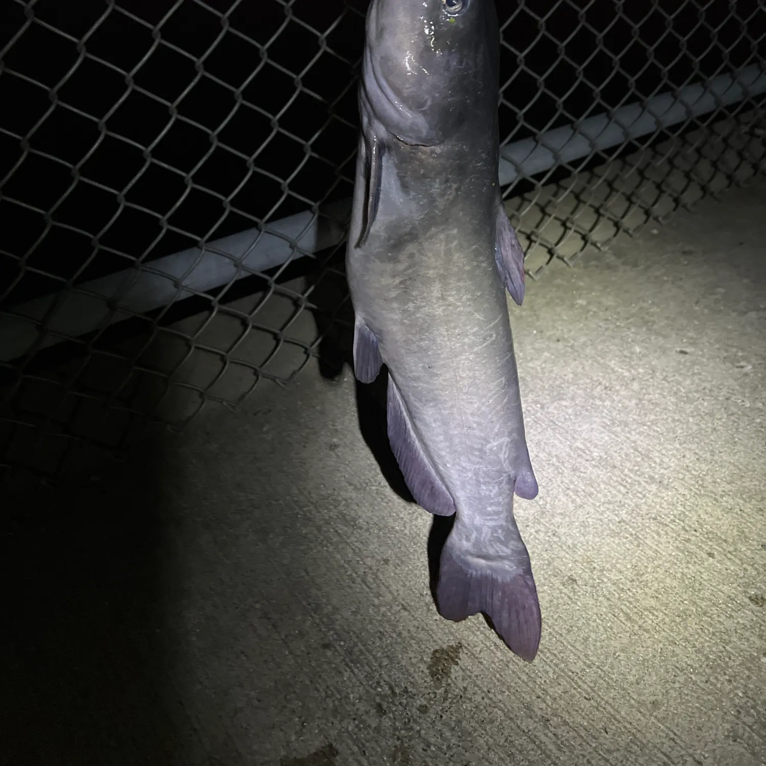 Channel catfish caught on Fishbrain
