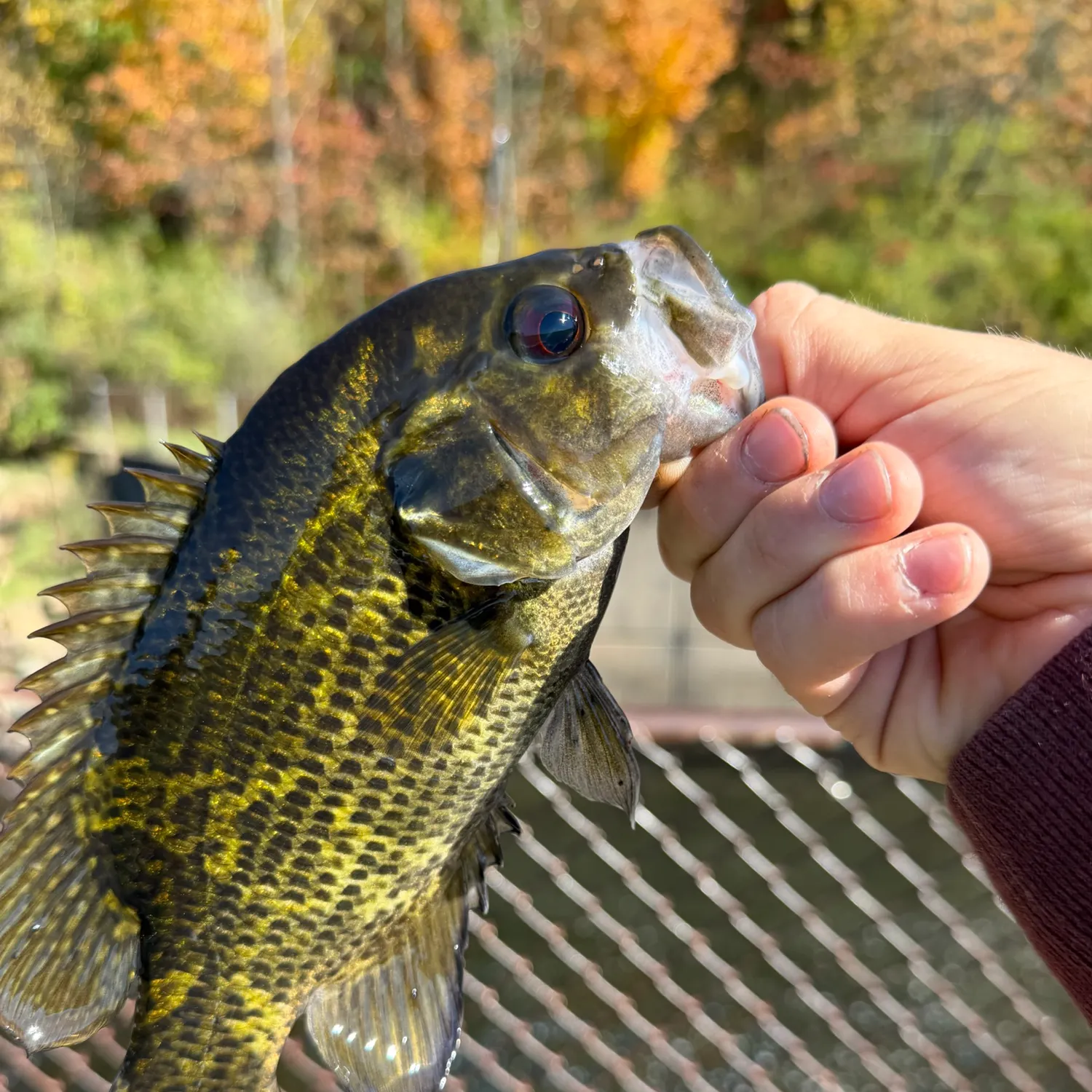 Rock bass caught on Fishbrain
