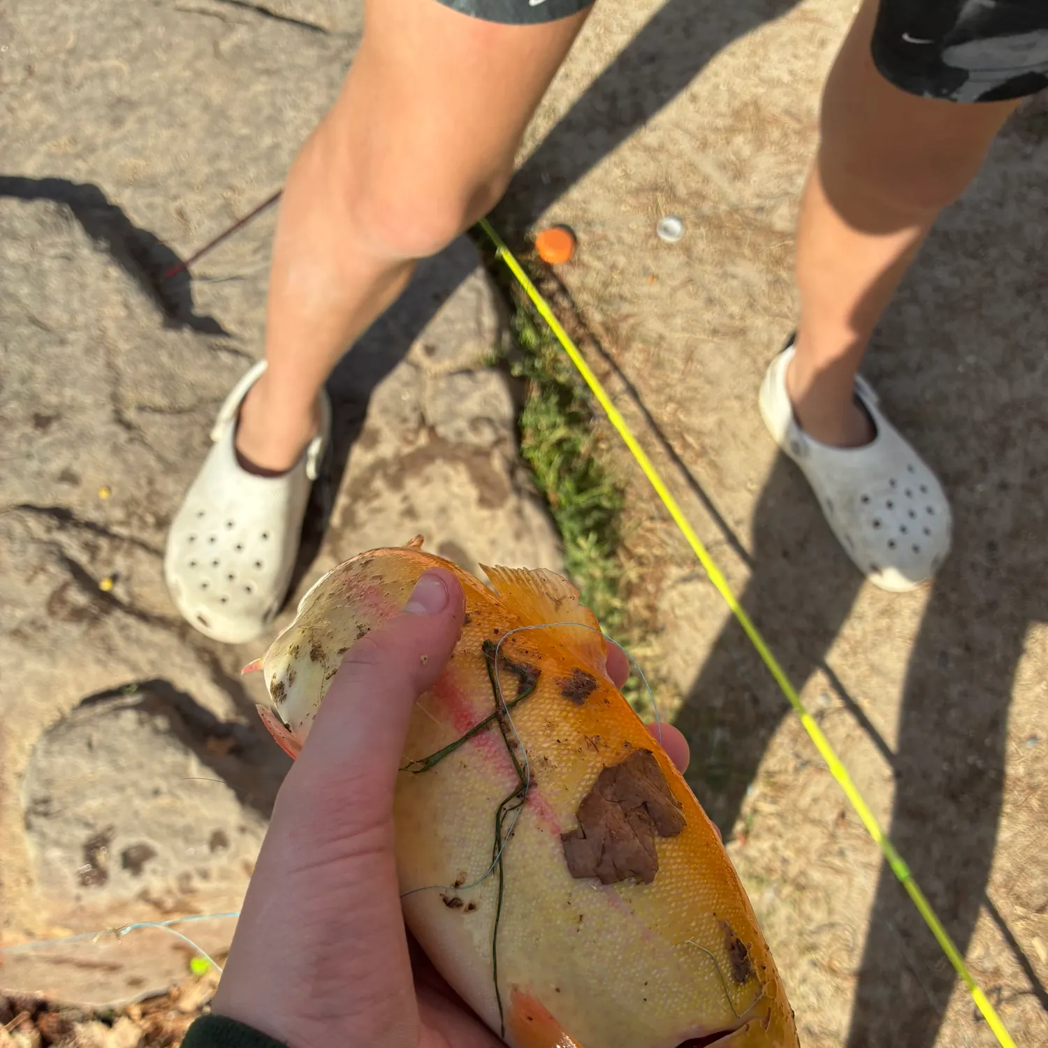 The most recent Golden rainbow trout catches on Fishbrain