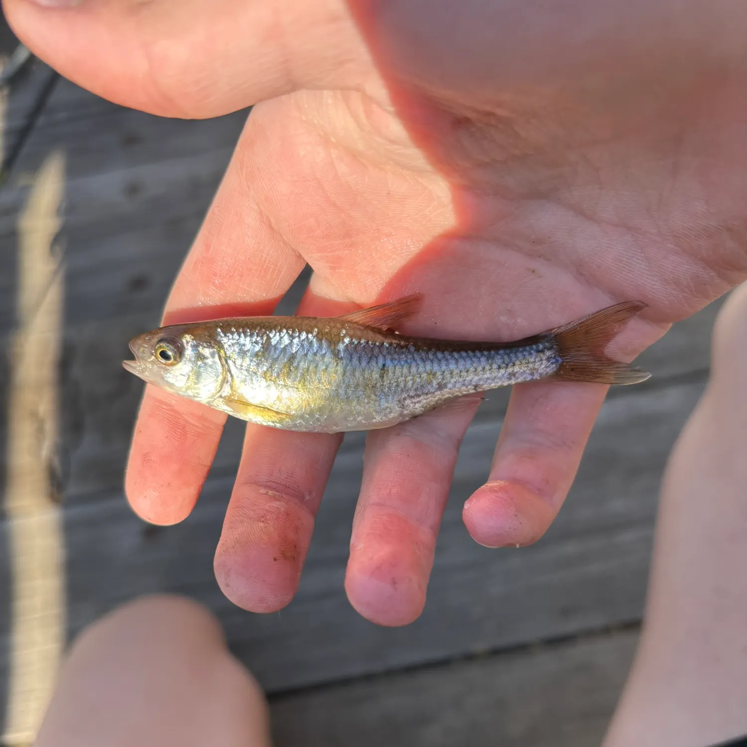 The most recent Plateau shiner catches on Fishbrain