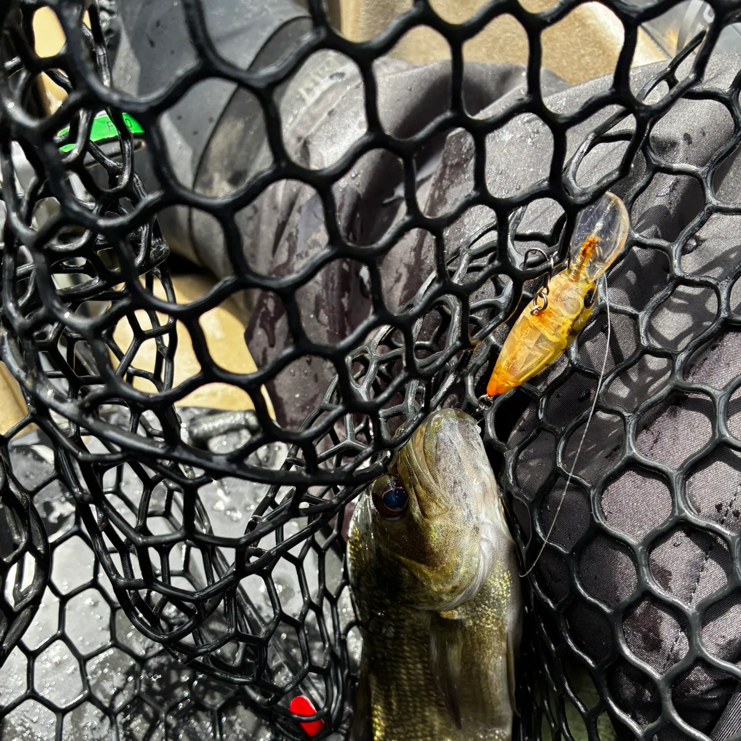 Australian bass caught on Fishbrain