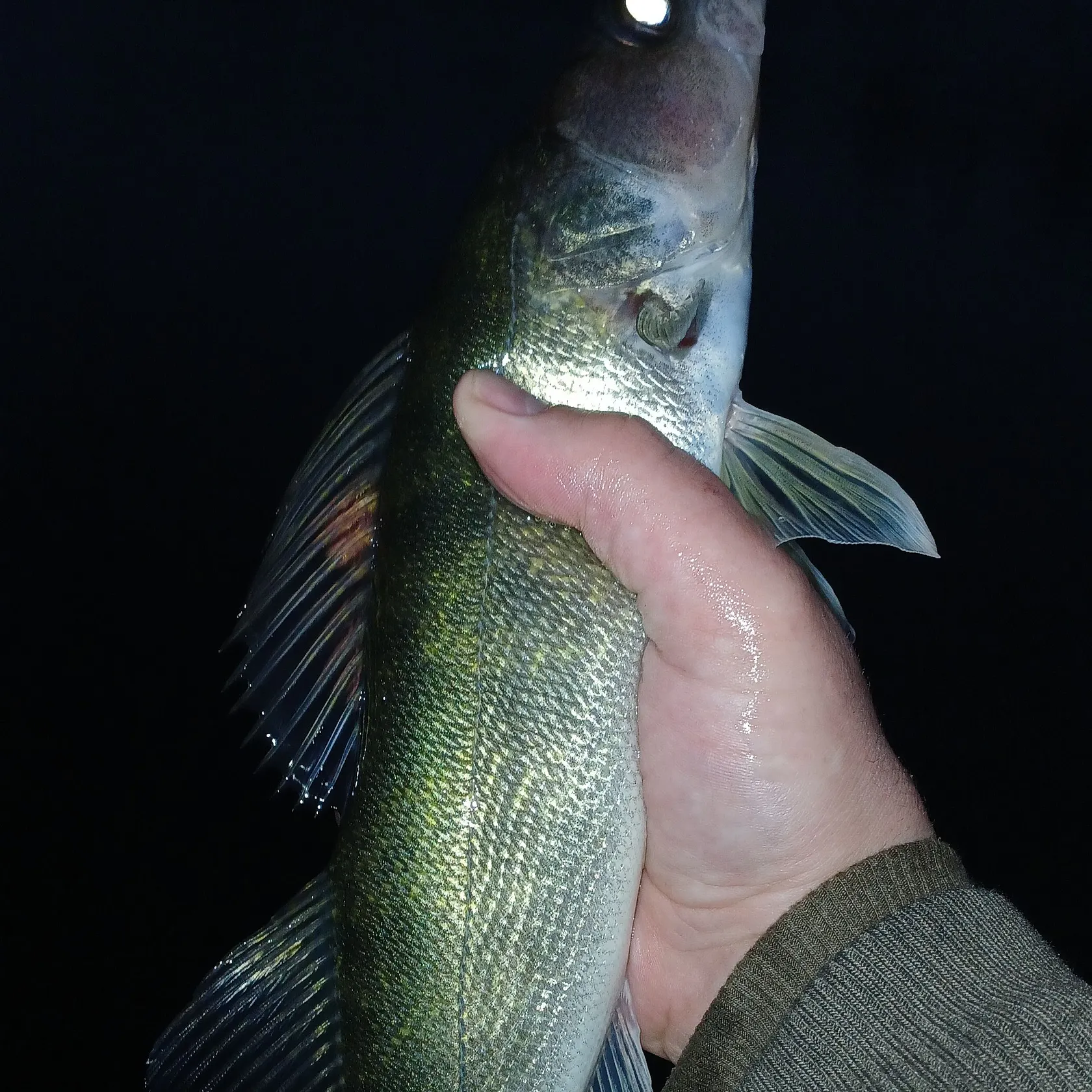Walleye caught on Fishbrain
