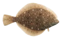 Stone Flounder