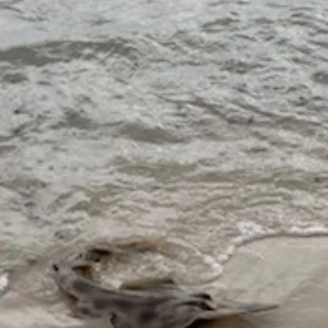 Pacific shovelnose guitarfish caught on Fishbrain