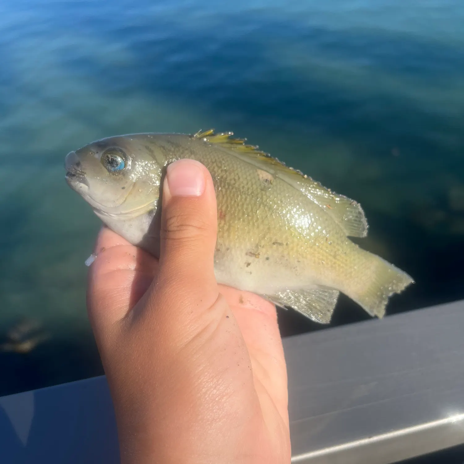 The most recent Moses perch catches on Fishbrain