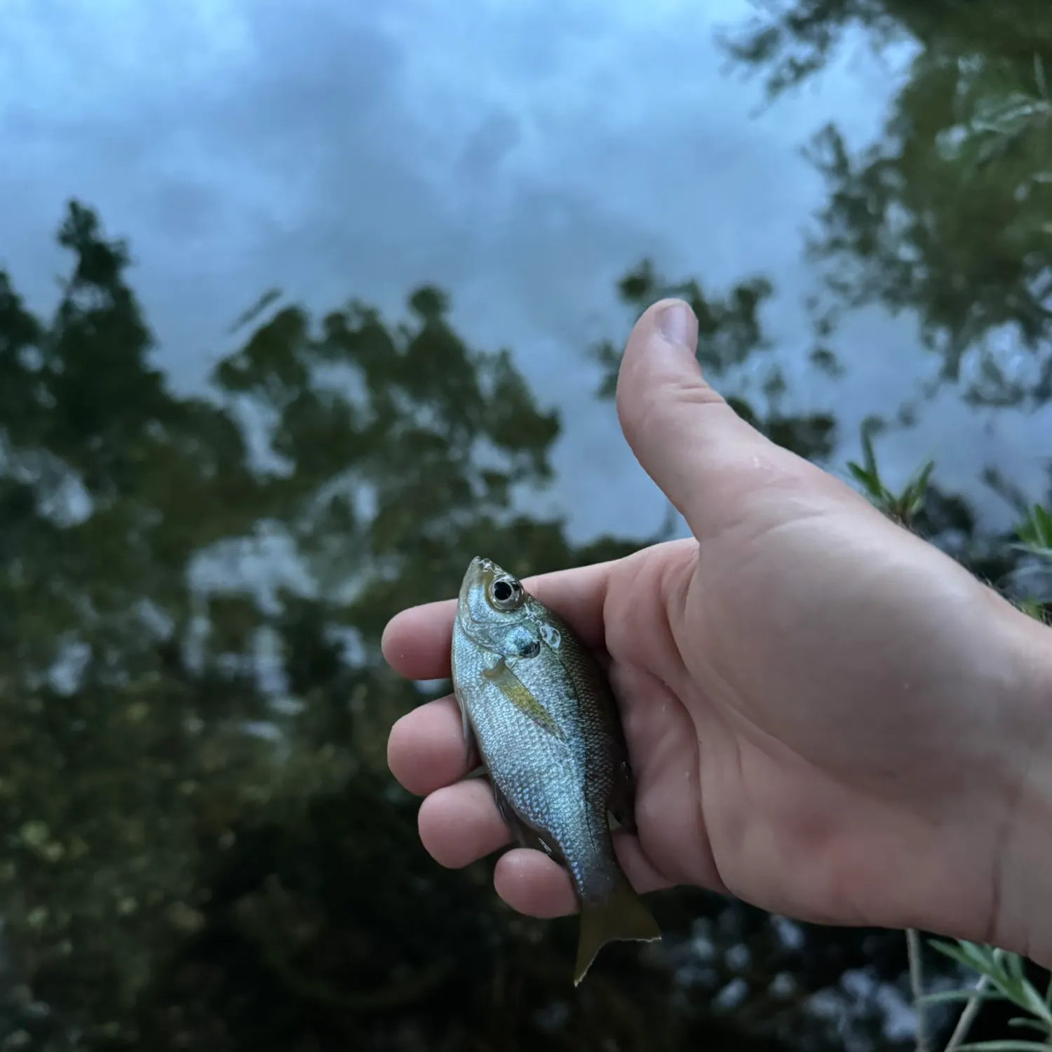 The most recent Coppernose bluegill catches on Fishbrain