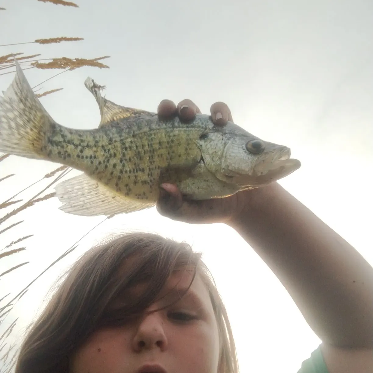 White crappie caught on Fishbrain
