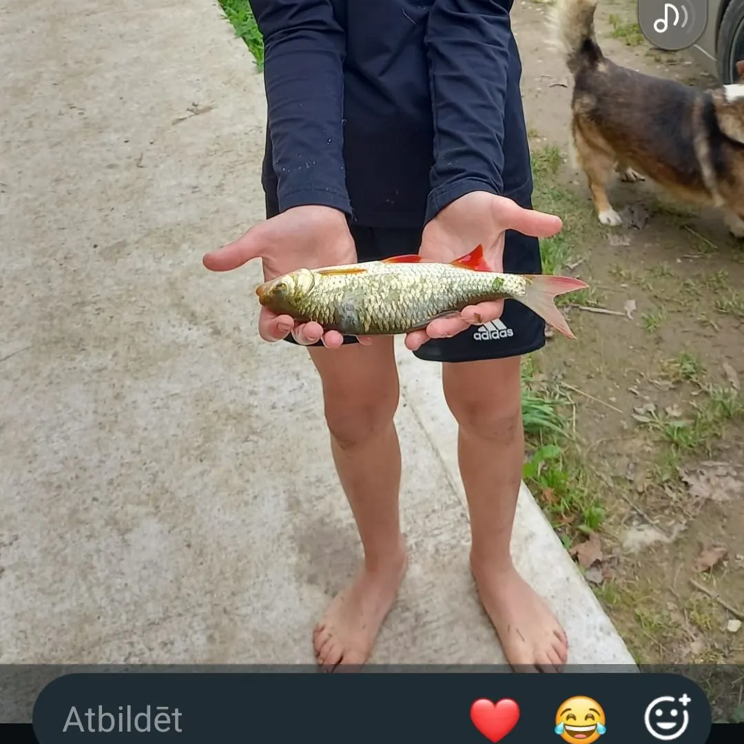 The most recent Ohrid roach catches on Fishbrain