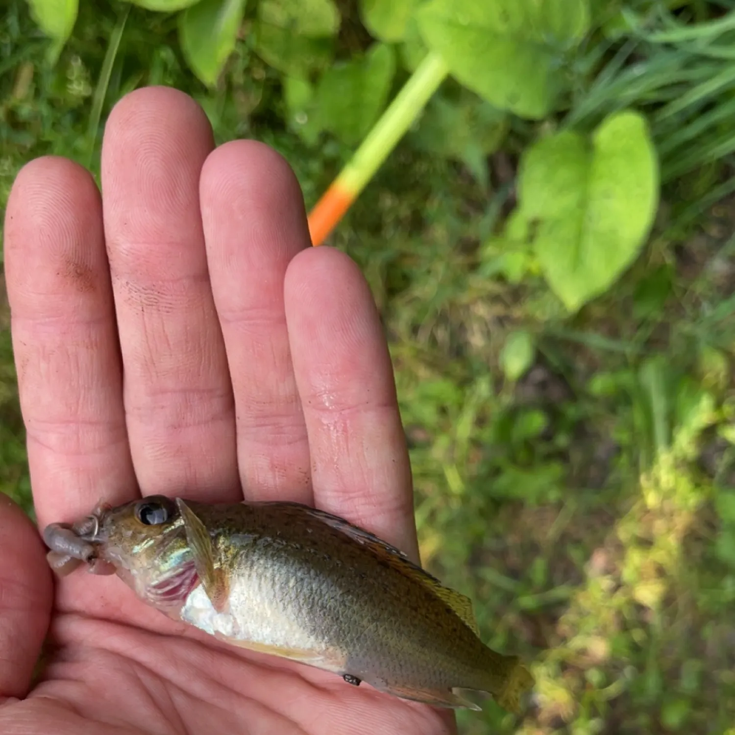 The most recent Ruffe catches on Fishbrain