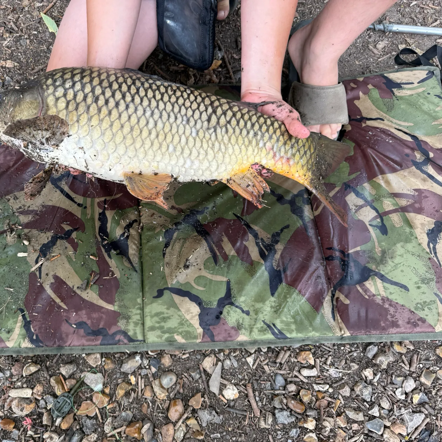 Common carp caught on Fishbrain