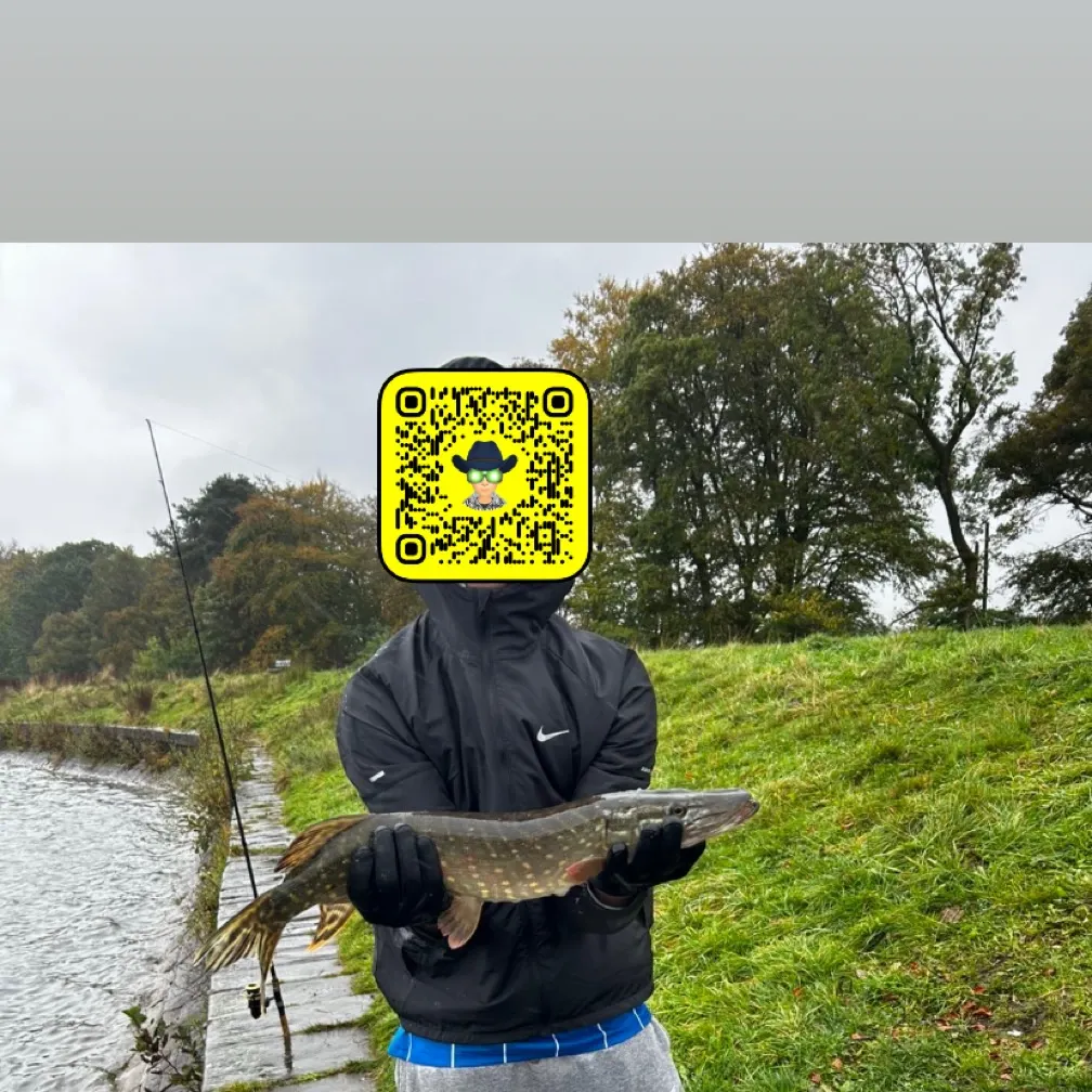 Northern pike caught on Fishbrain