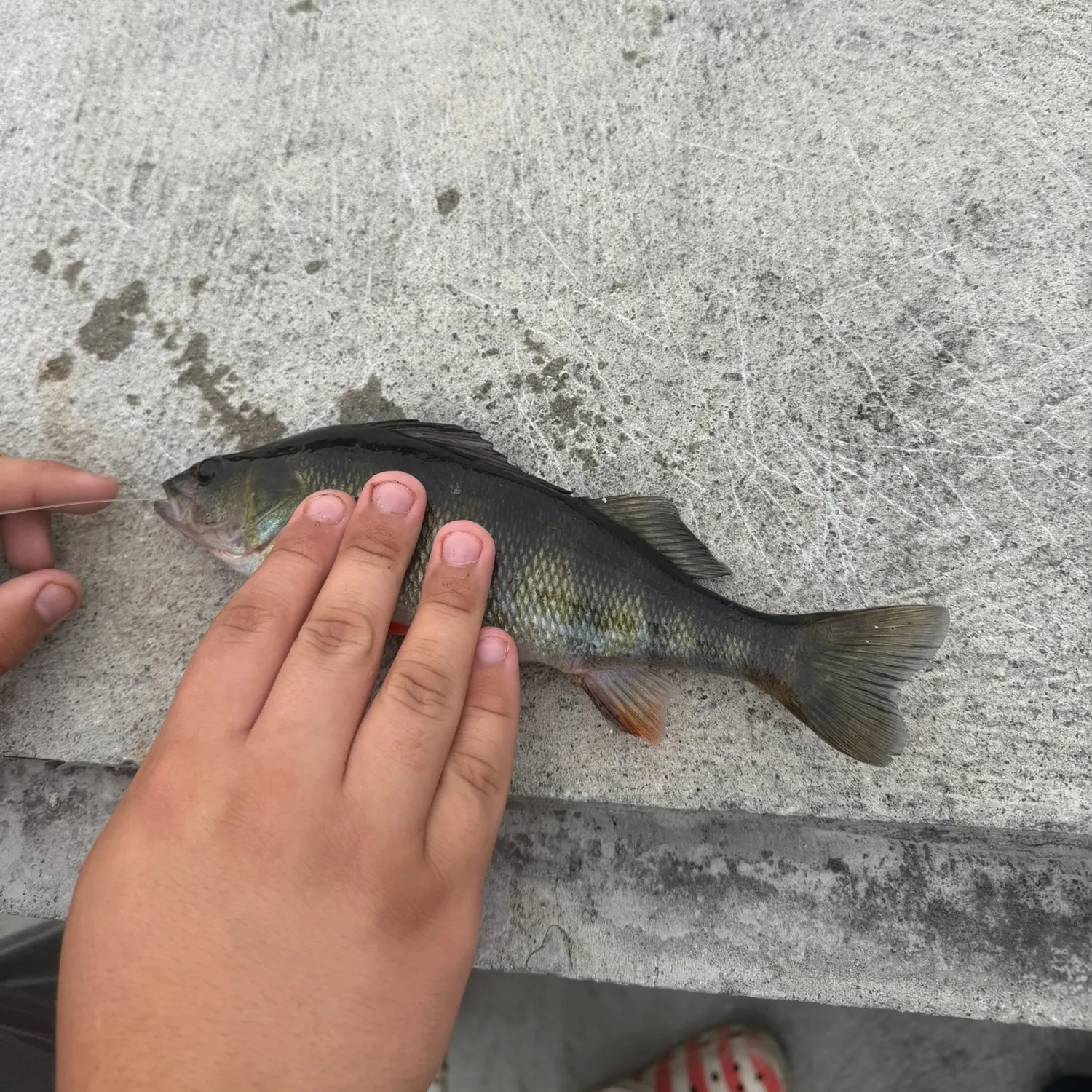 Yellow perch caught on Fishbrain
