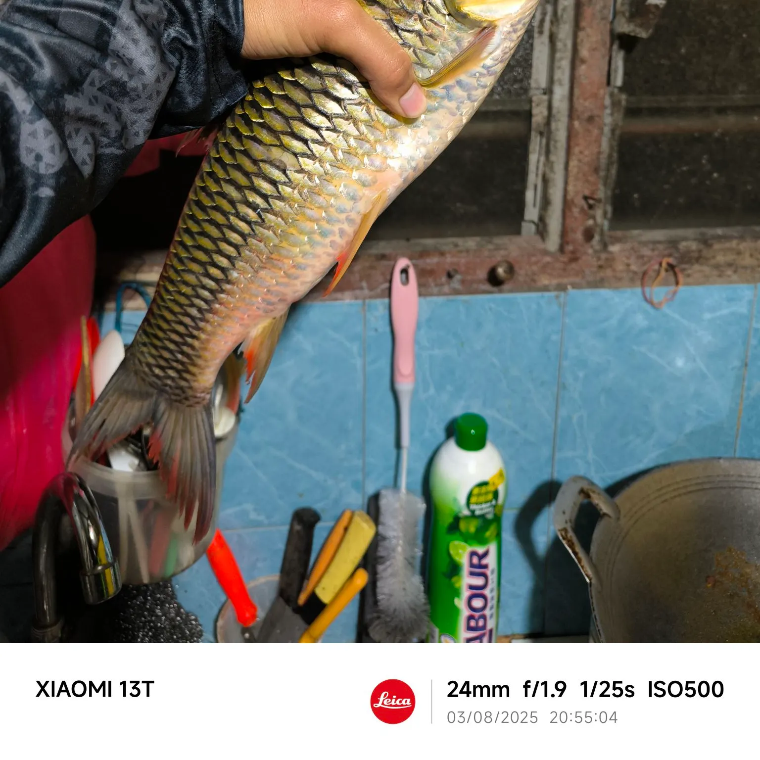 recently logged catches