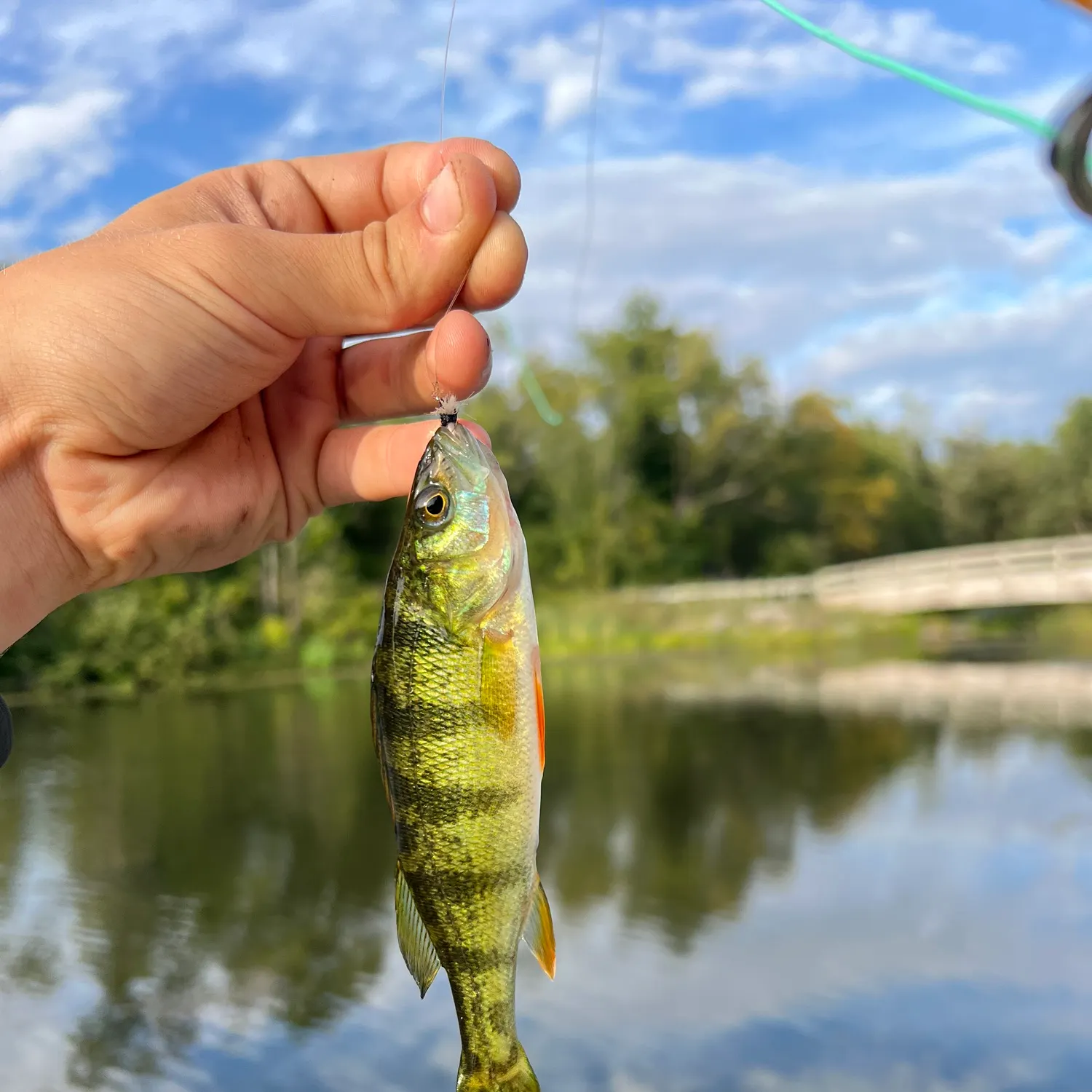 Yellow perch caught on Fishbrain