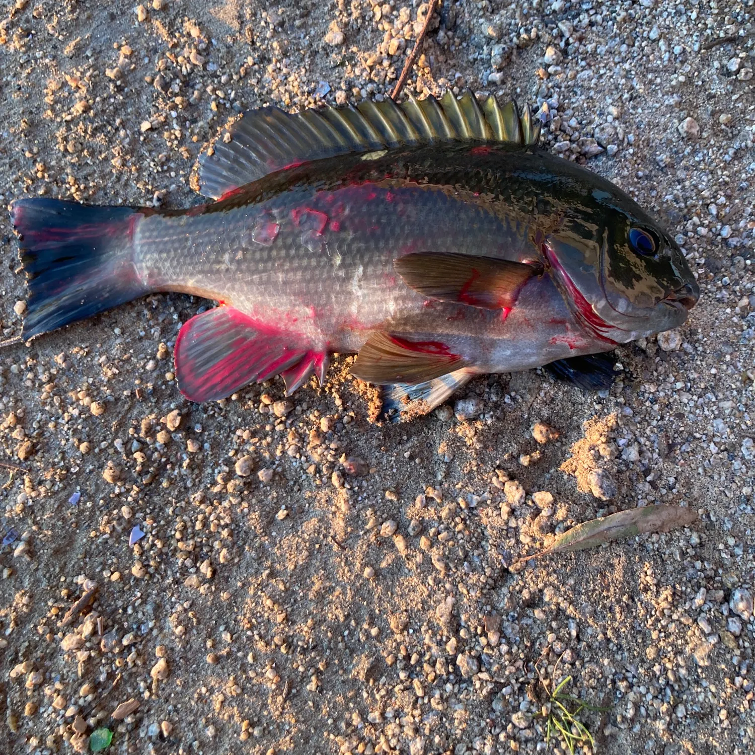 The most recent Opaleye catches on Fishbrain