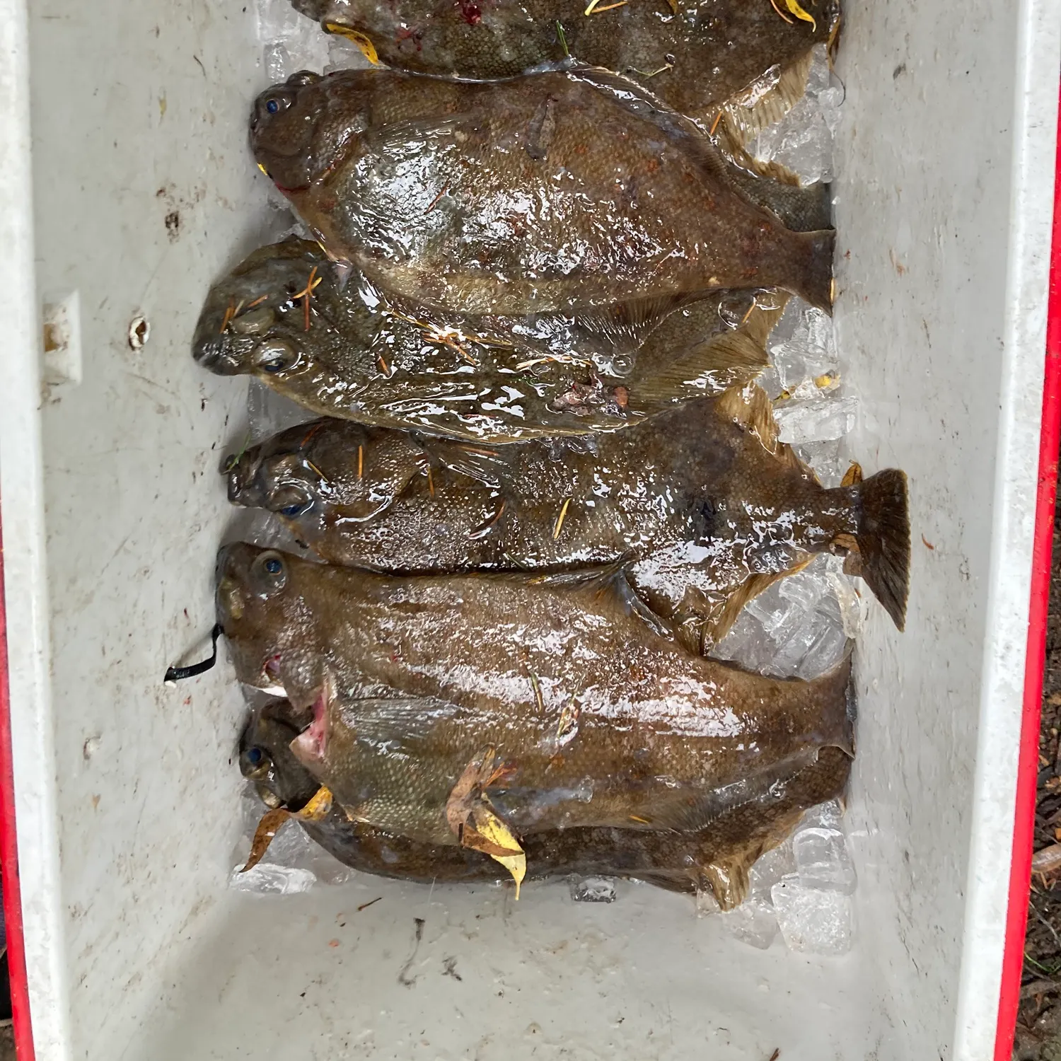 The most recent Pacific sand sole catches on Fishbrain