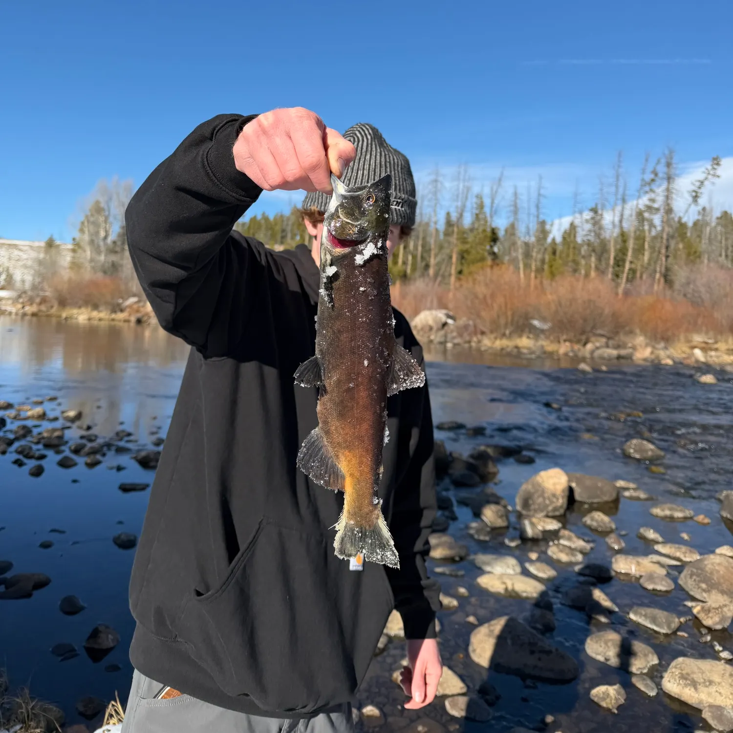 The most recent Kokanee salmon catches on Fishbrain