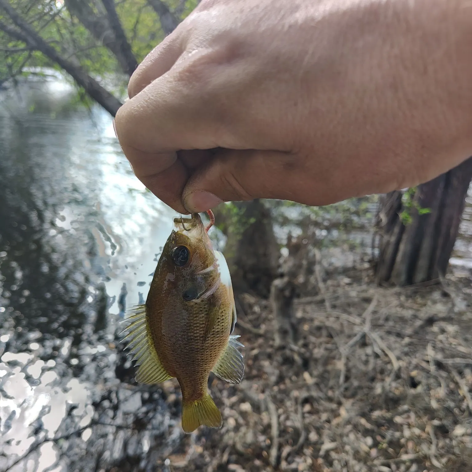 The most recent Spotted sunfish catches on Fishbrain