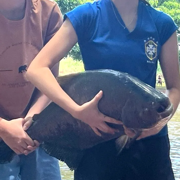 The most recent Tambacu catches on Fishbrain