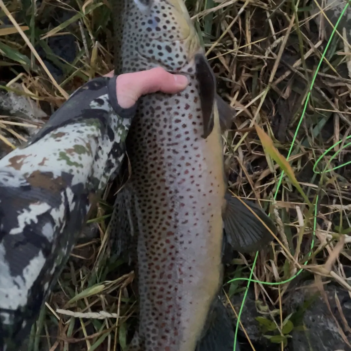 Brown trout caught on Fishbrain