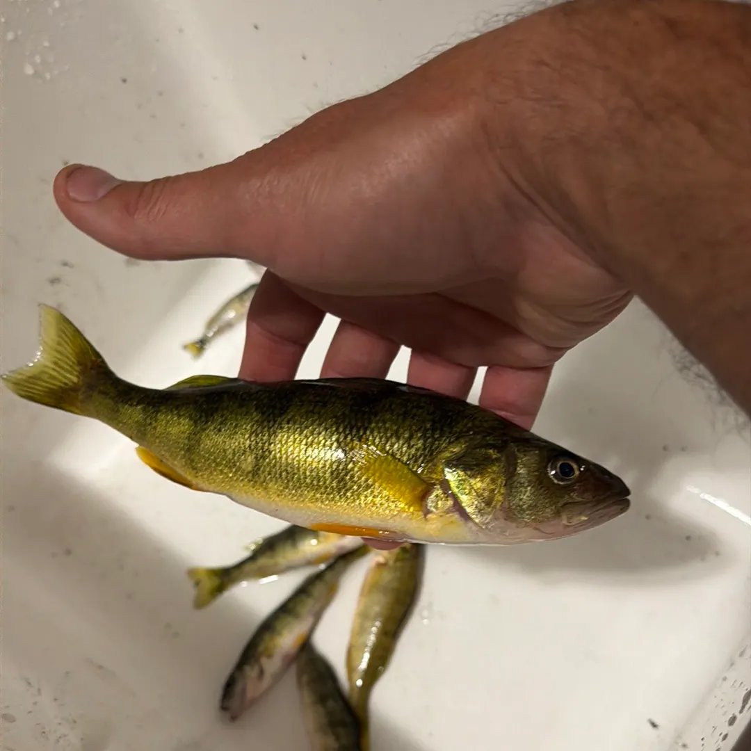 Yellow perch caught on Fishbrain