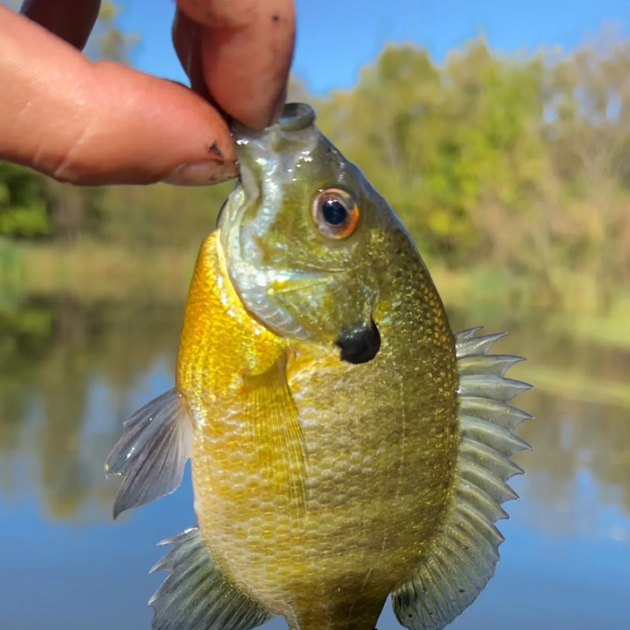 Bluegill caught on Fishbrain