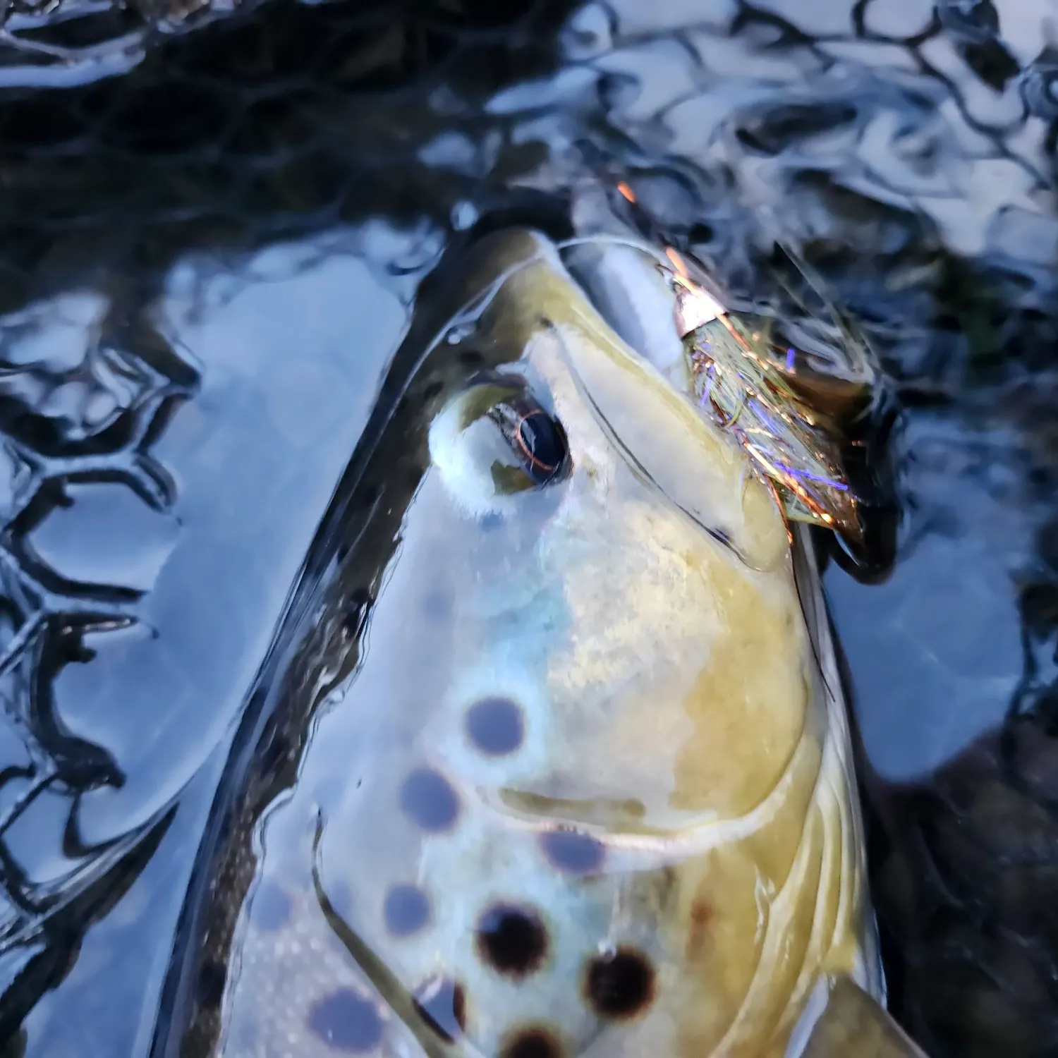 The most recent Brown trout catches on Fishbrain