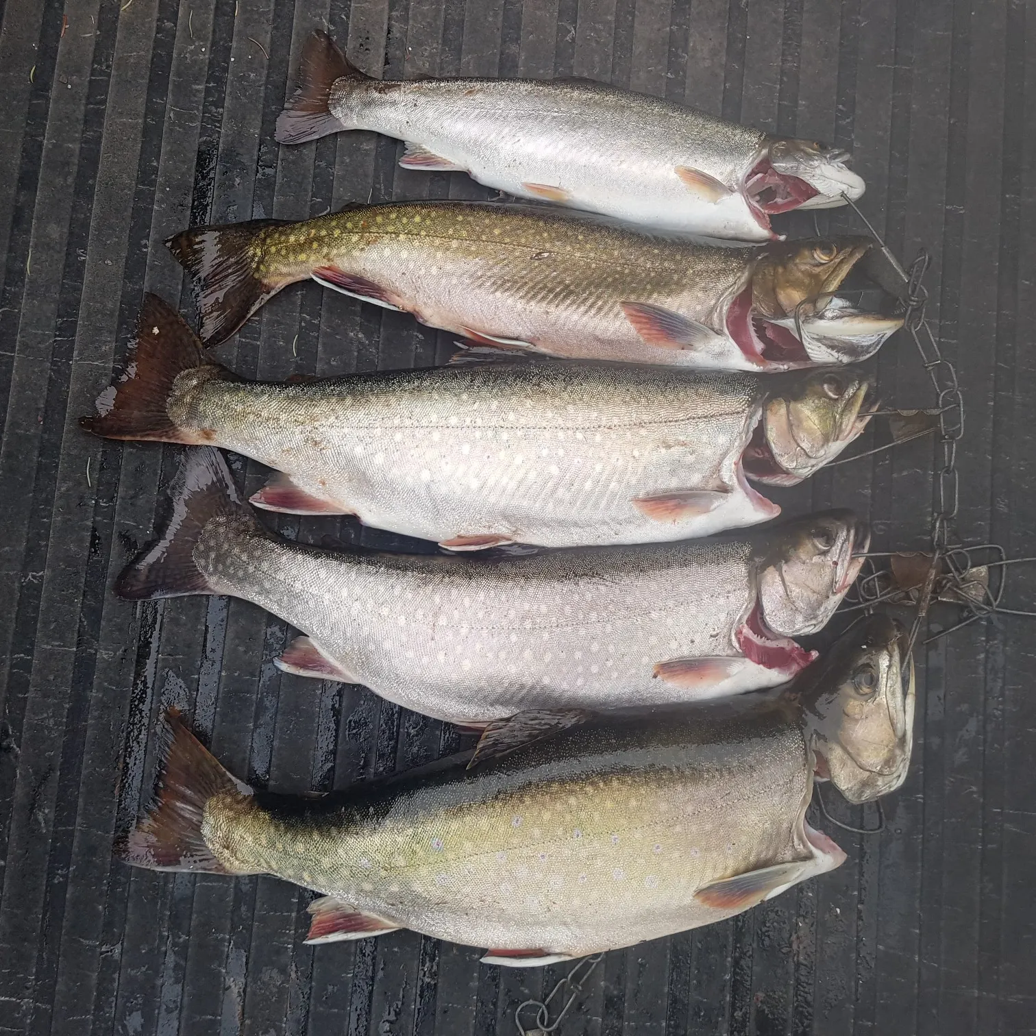 recently logged catches