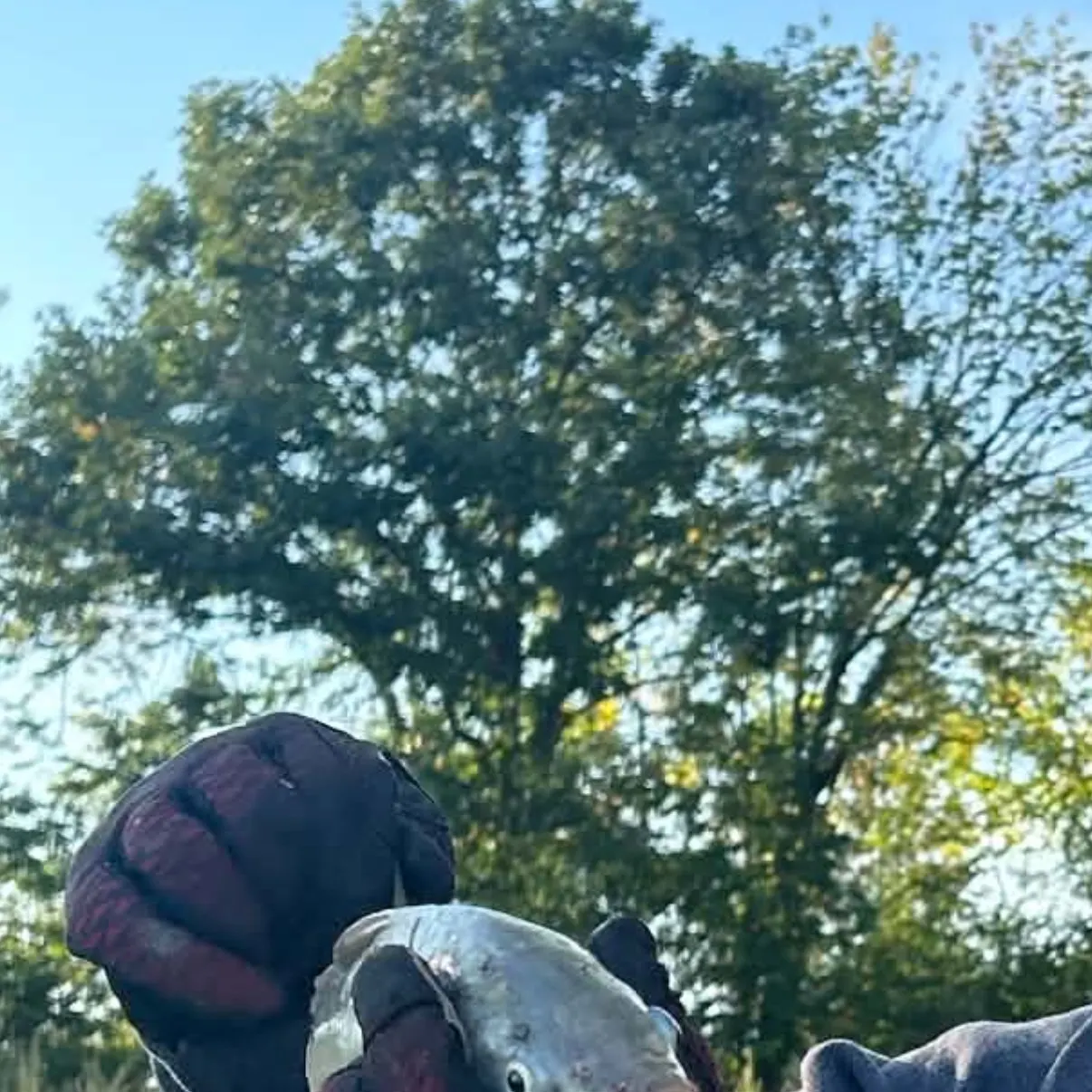 Shorthead redhorse caught on Fishbrain