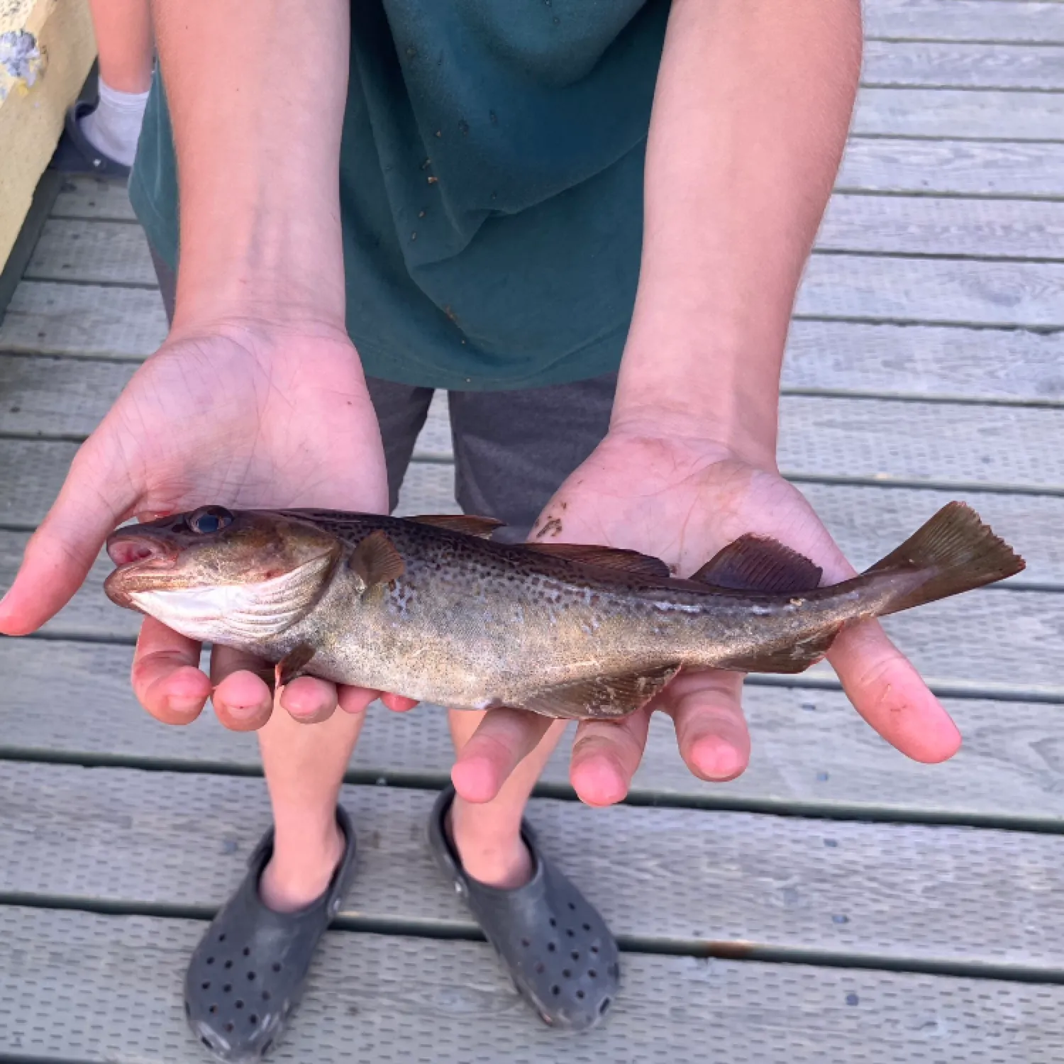 The most recent Atlantic tomcod catches on Fishbrain