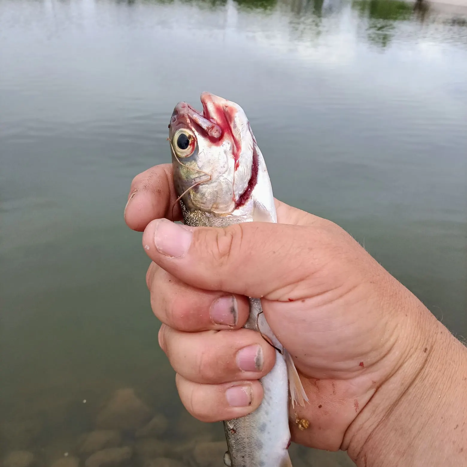 The most recent Colorado pikeminnow catches on Fishbrain