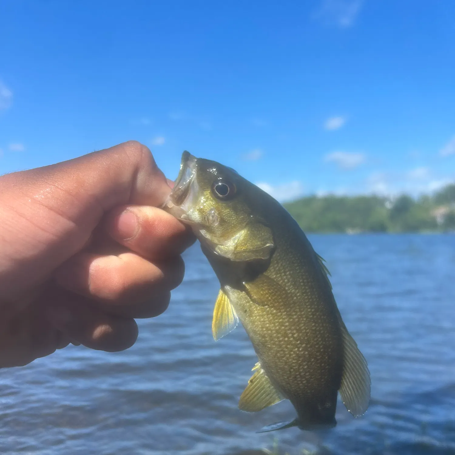 Smallmouth bass caught on Fishbrain